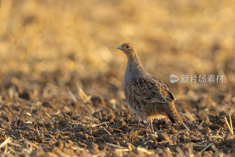 雄性灰鹧鸪(Perdix Perdix)在晚上。